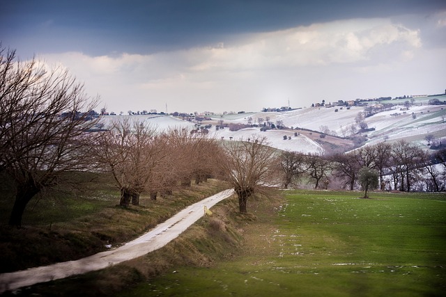 Free Tree Landscape photo and picture