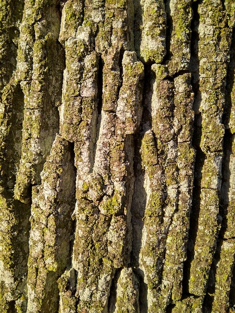 Free Bark Tree photo and picture