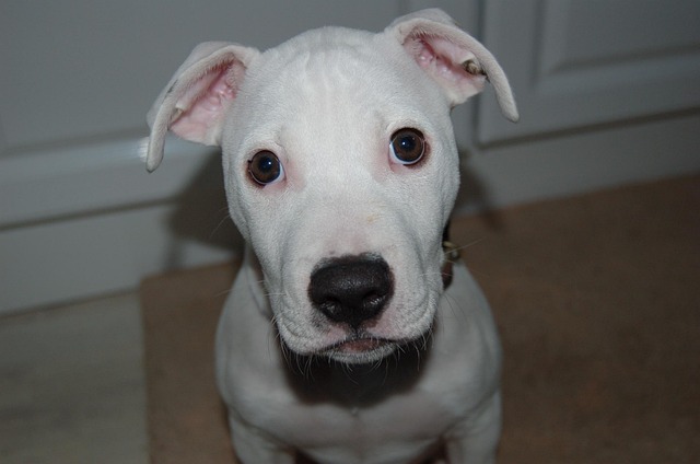 Free Dog Cute photo and picture