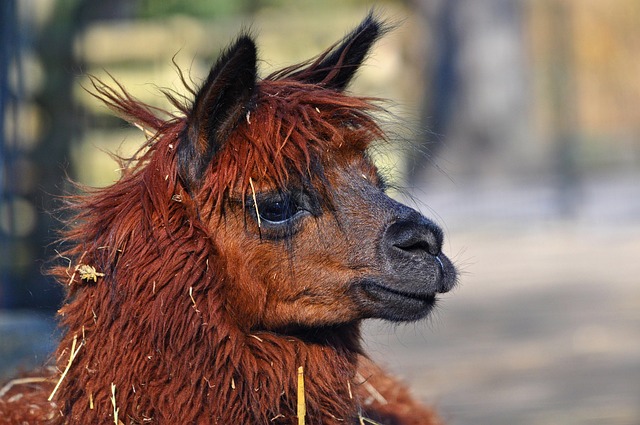 alpaca, animal, mammal, vicugna pacos, tame, zoo, alpaca fiber, alpaca hair, nature, textile, standing, looking