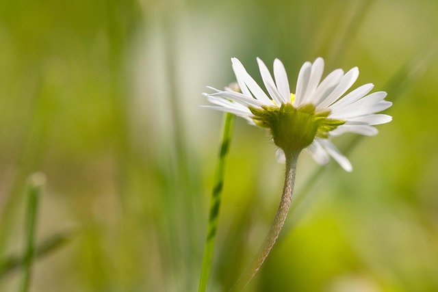 Florecer, Macro, Flor, Jardines