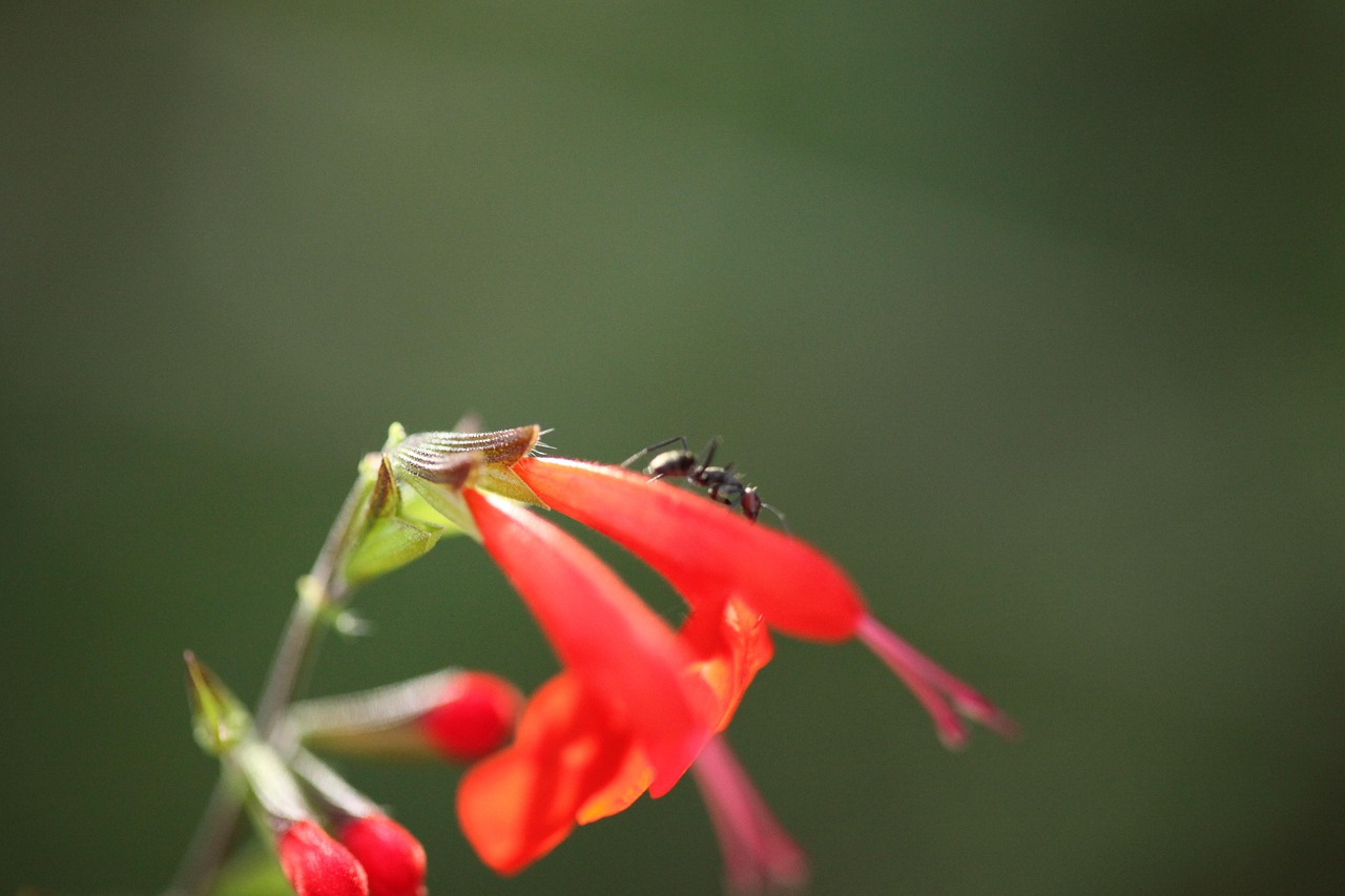 自然 花 户外 - Pixabay上的免费照片 - Pixabay