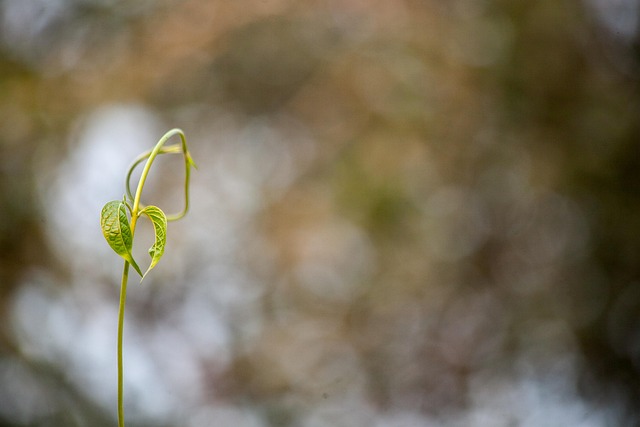 Free Nature Flora photo and picture