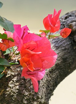 50以上の無料アゼリア 花画像 Pixabay