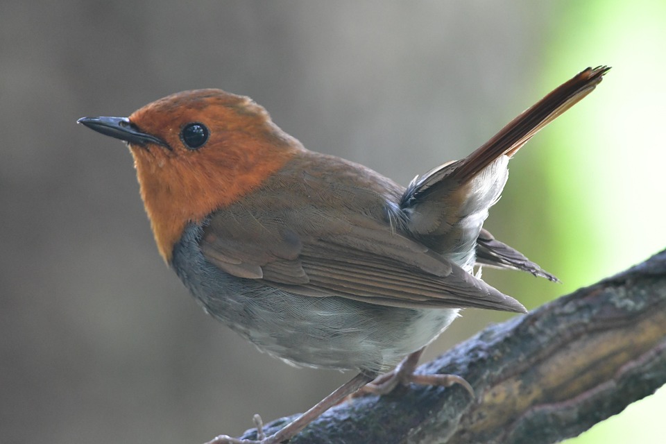 Bird Wild Animals Natural - Free photo on Pixabay