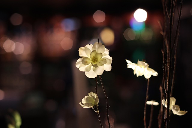 Free Flower Nature photo and picture