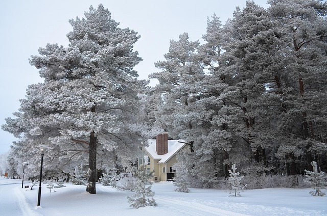 Free Winter Snow photo and picture