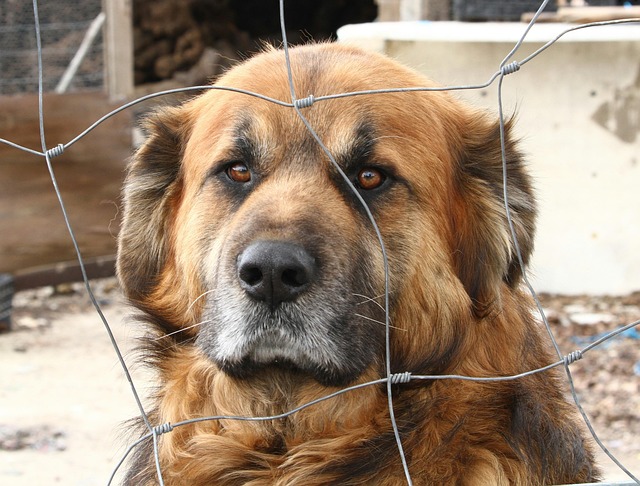 Free Dog Pet photo and picture