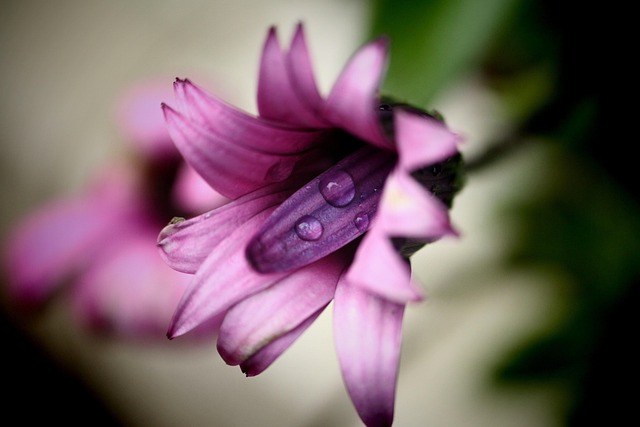Free Flower Nature photo and picture