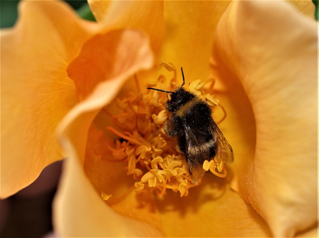 Natur Blomst Nærbilde - Gratis foto på Pixabay - Pixabay