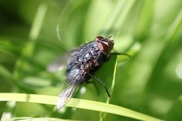 Free Nature Insect photo and picture