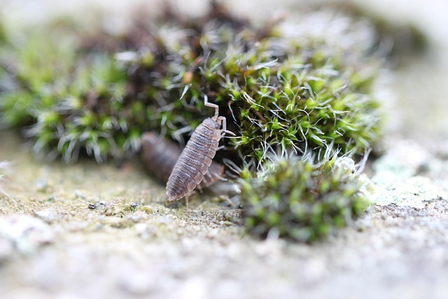 Free Nature Small photo and picture