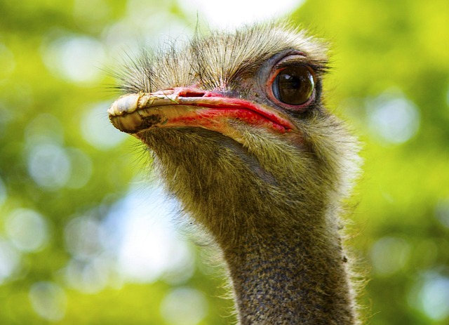 Wild Leven, Natuur, Vogels, Top, Harige