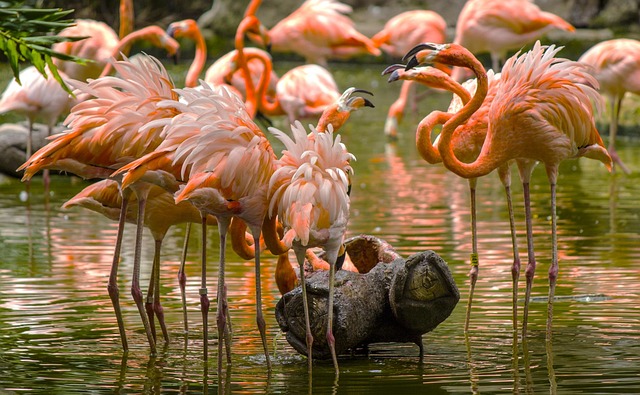 Natuur, Vogels, Wild Leven, Exotisch