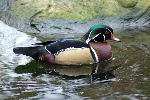 Nature Wildlife Duck - Free photo on Pixabay - Pixabay