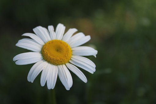 Free Nature Flora photo and picture