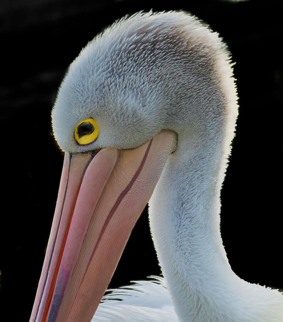 Free Bird Wildlife photo and picture
