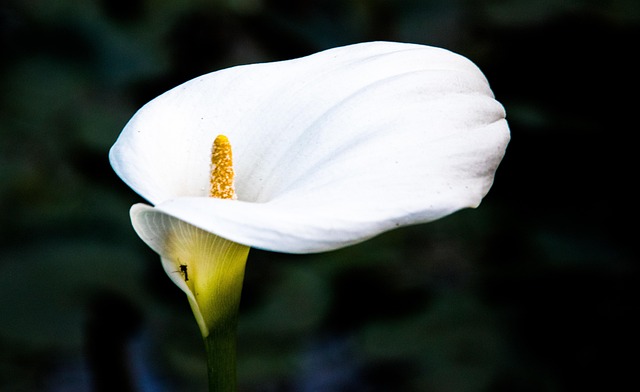 Free Flower Flower Wallpaper photo and picture