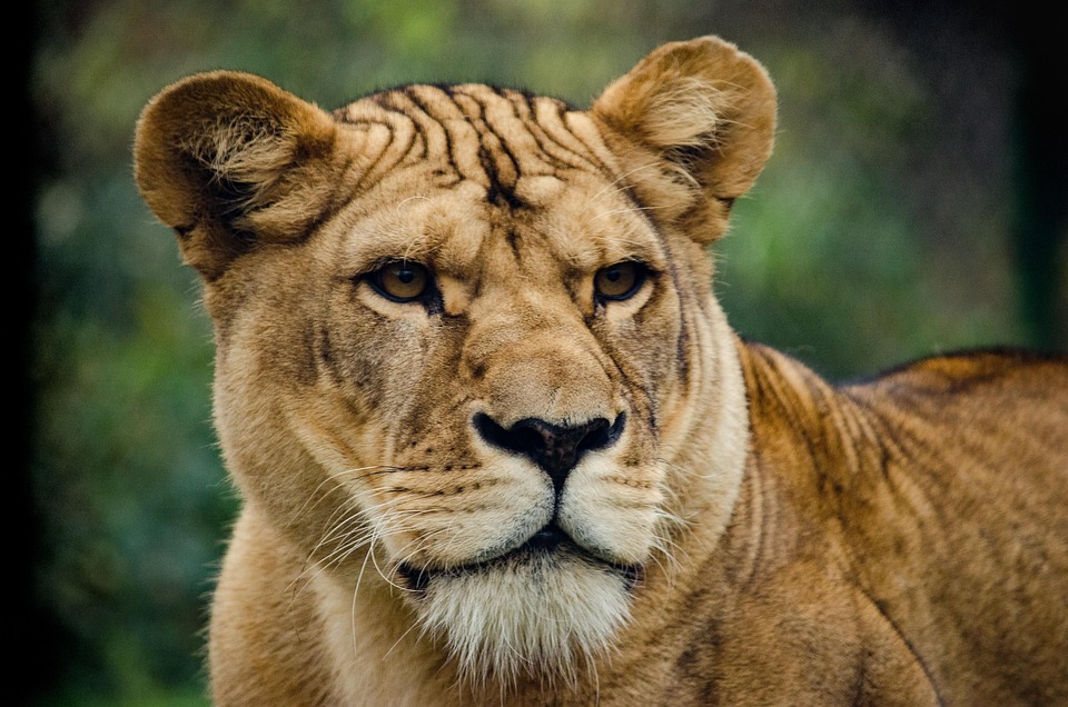 lioness cat big free photo on pixabay