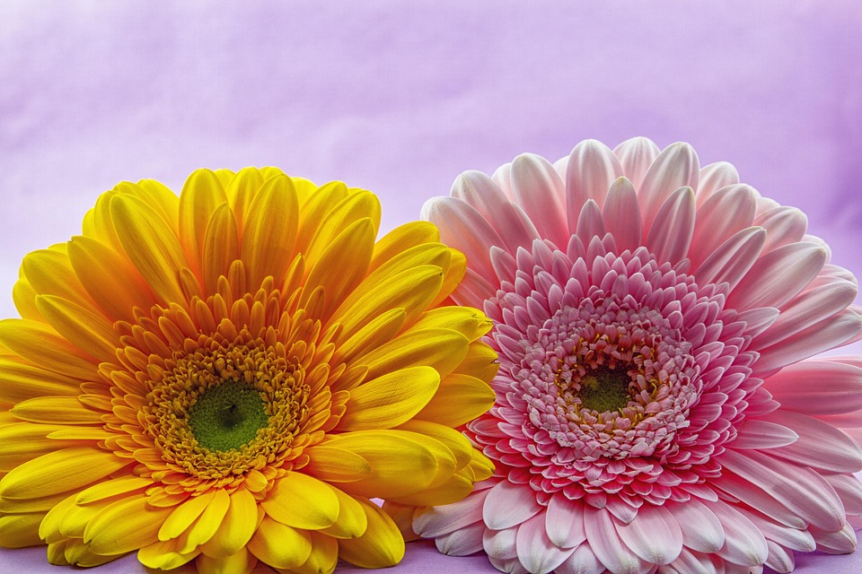 Fiore, Gerbera, Pianta, Natura, Fiori, Luminoso, Rosa