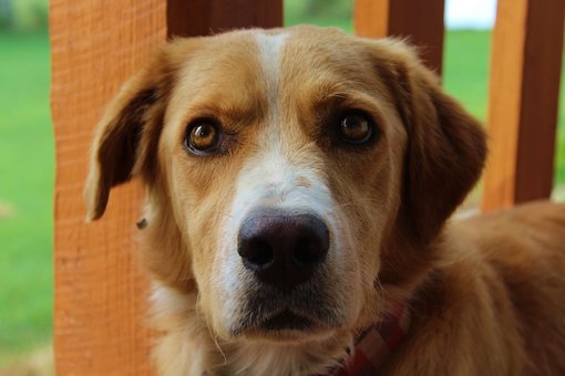 Free Dog Pet photo and picture