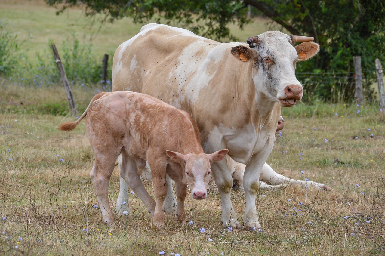 Cow - free online jigsaw puzzle photo