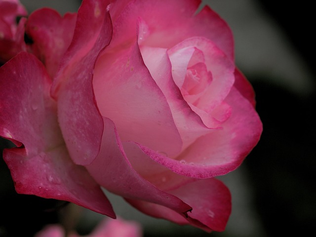 Blume, Rose, Blütenblatt, Flora, Natur