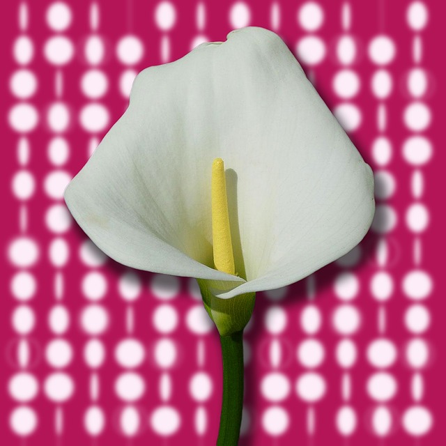 Plant Cala Flower - Free photo on Pixabay - Pixabay