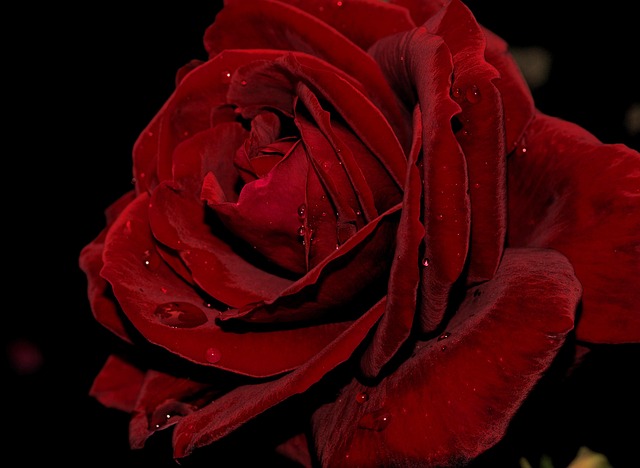 Rose, Blumentapete, Blütenblatt, Blume
