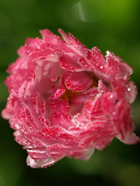 Blume, Natur, Flora, Blumen Hintergrund