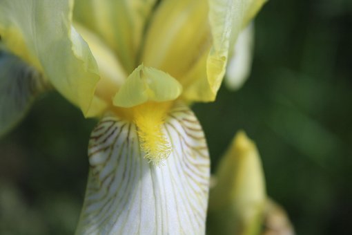 Free Flower Flora photo and picture