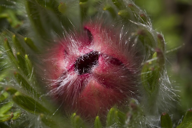 Natur, Flora, Nahaufnahme, Garten