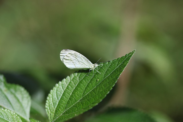 Free Leaf Nature photo and picture