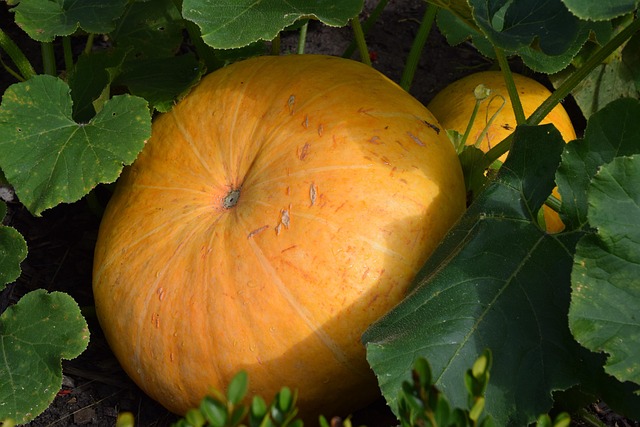 Lebensmittel, Obst, Blatt, Herbst, Flora