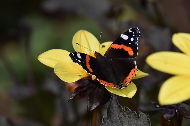 Natur, Draußen, Insekt, Schmetterling