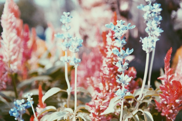 Flower, Color, พื้นหลังดอกไม้, Nature