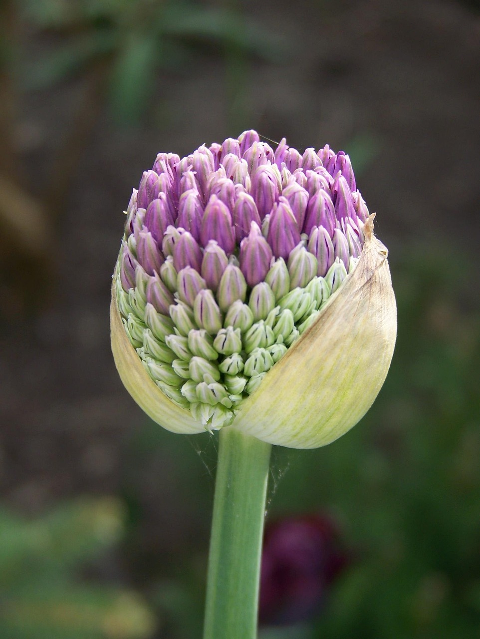 Flor Naturaleza Flora - Foto gratis en Pixabay - Pixabay