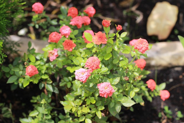 Free Rose Hong Billion I photo and picture