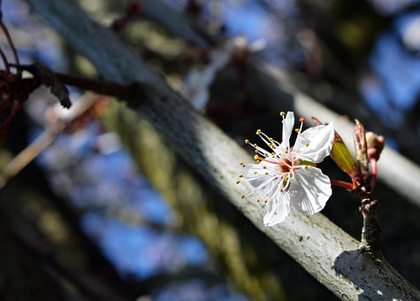 Árbol, Al Aire Libre, Hermosas Flores