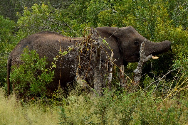 Free Nature Wildlife photo and picture