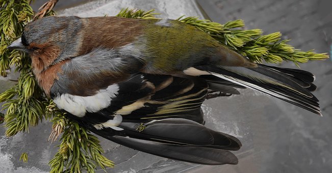 Free Chaffinch Bird photo and picture