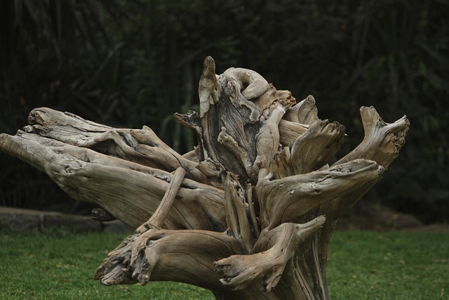 Natur, Säugetier, Wild, Tierwelt, Holz
