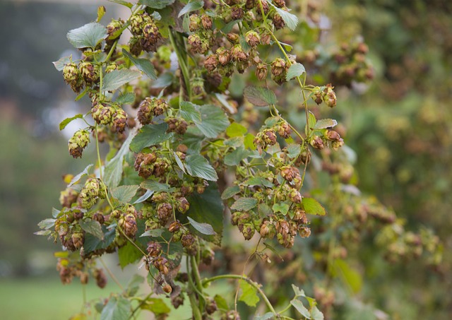 Free Leaf Flora photo and picture
