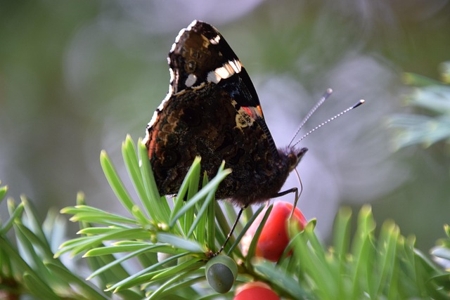 Natur, Draußen, Insekt, Tierwelt