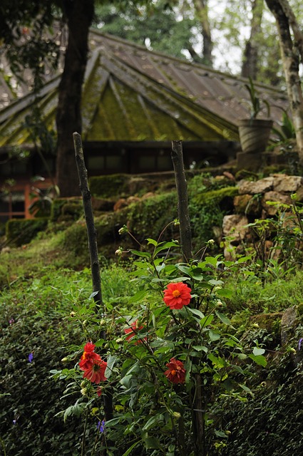 Natur, Baum, Holz, Flora, Blatt, Draußen