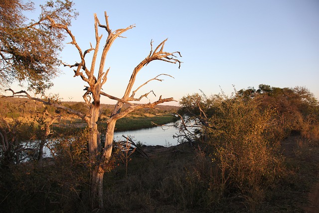 Free Nature Tree photo and picture