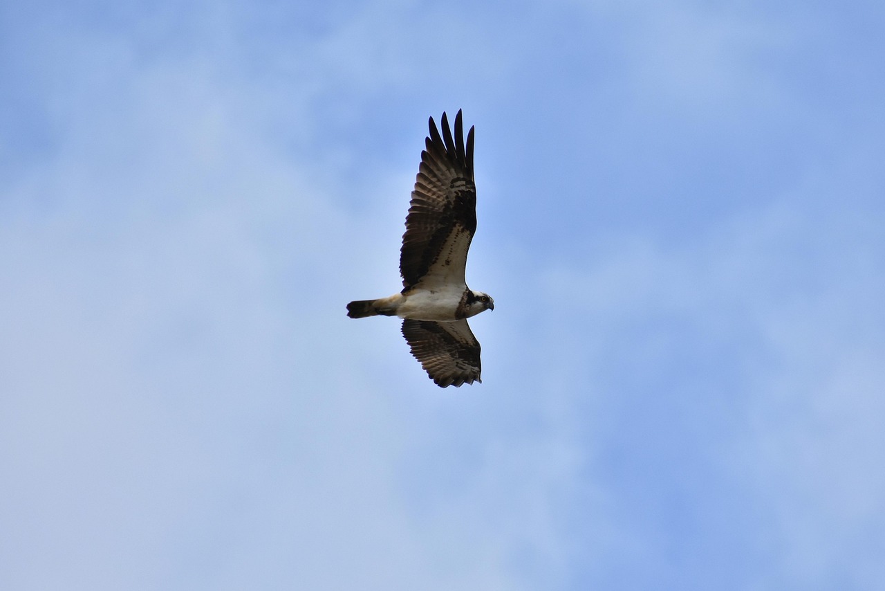 Animal Ciel Oiseau - Photo gratuite sur Pixabay - Pixabay