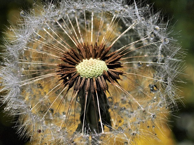 Free Nature Dandelion photo and picture