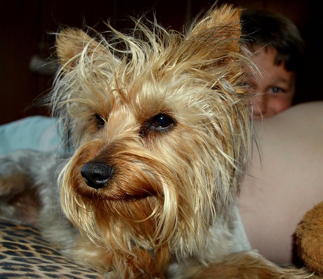 Free Dog Nature photo and picture