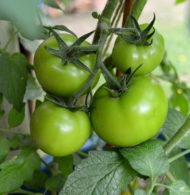 Free Food Fruit photo and picture